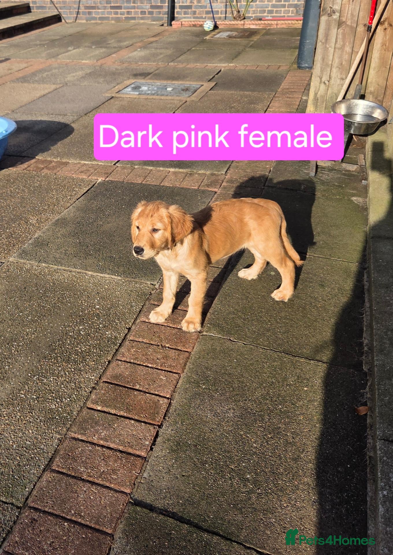 Golden Retriever dogs Beautiful natured pups fully vaccinated - Advert 2