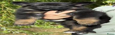 German Shepherd 4