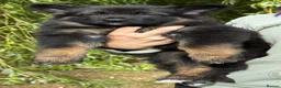 German Shepherd dogs for sale: Quality Longcoat Pups With Health tested Parents  - Advert 11