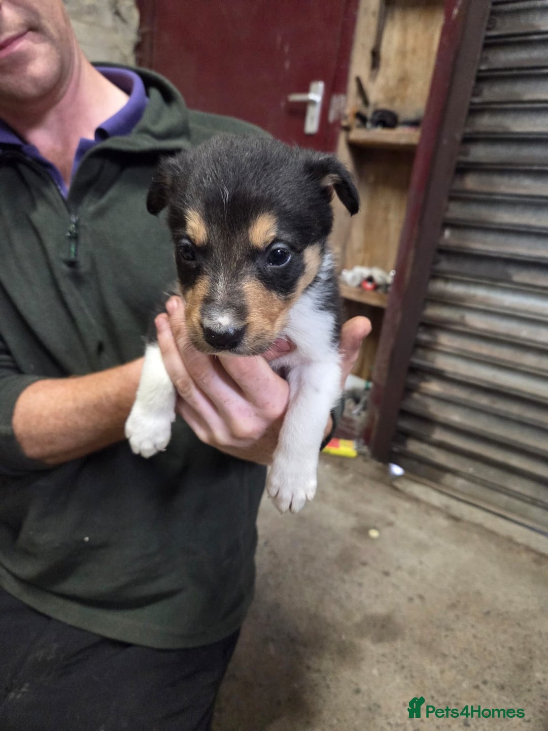 Border Collie dogs for sale: Border collie pups  - Image 4