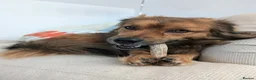 Mixed Breed dogs for adoption: Bear  in Morpeth - Advert 5