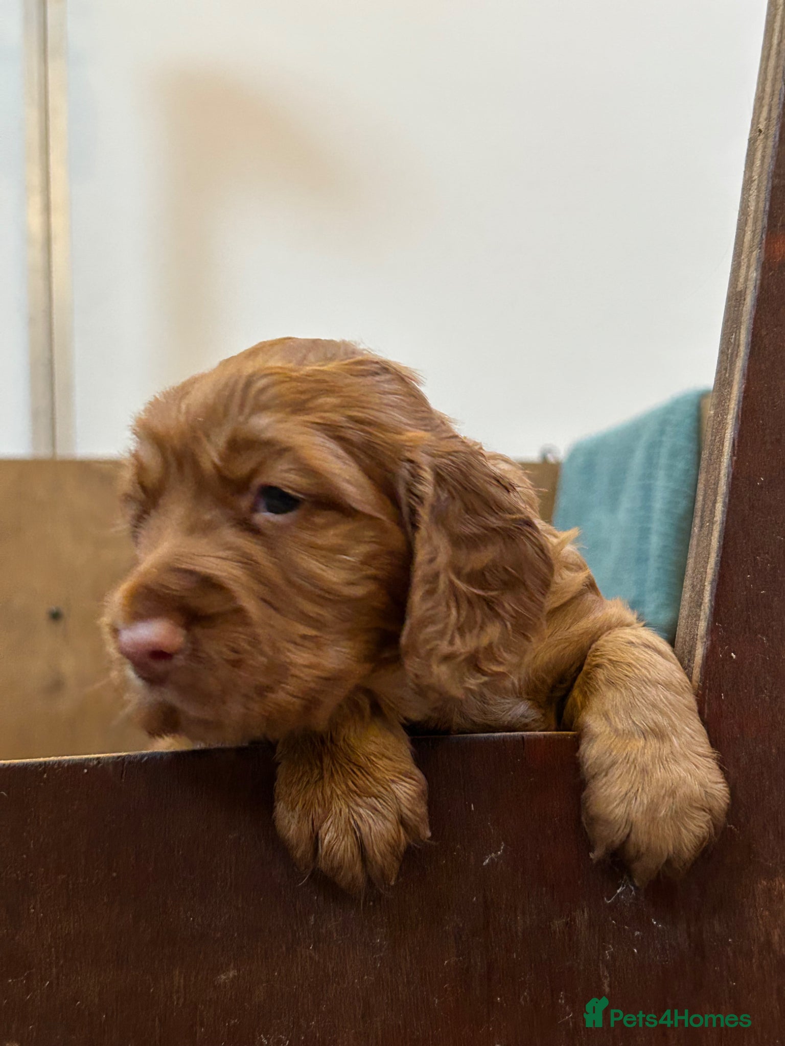 Cocker Spaniel dogs  Pedigree Working workingCocker Spaniel  - Advert 3