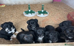 Mixed Breed dogs for sale: Golden retriever/Collie Mix pups - Advert 3