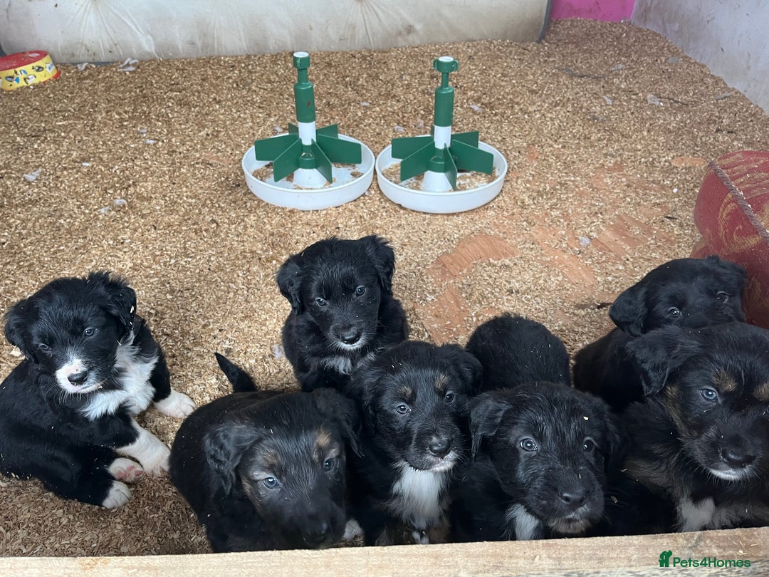 Mixed Breed dogs for sale: Golden retriever/Collie Mix pups - Advert 3