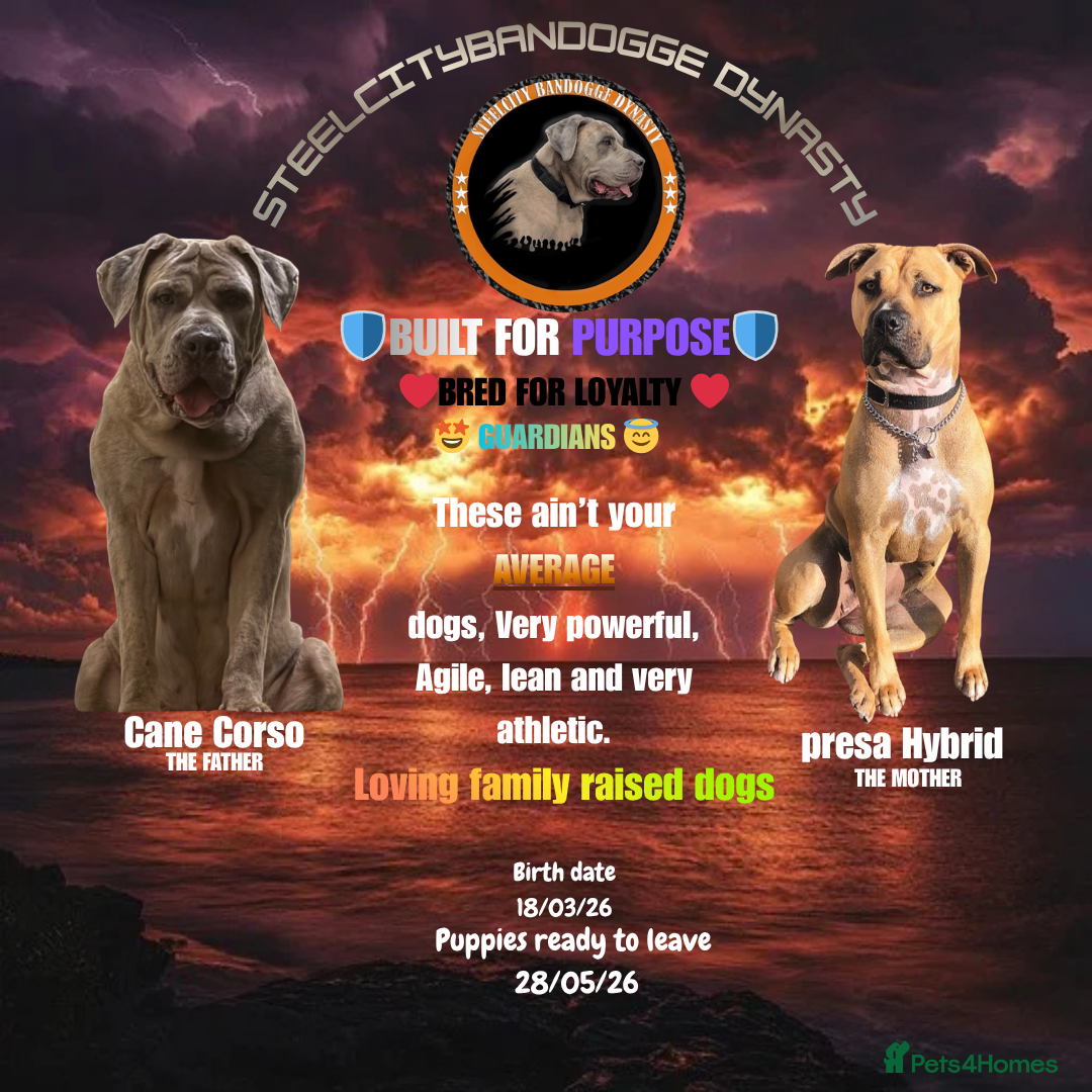 Cane Corso dogs for sale: Merle chunky Cane Corso X Bandogge puppies  - Advert 1