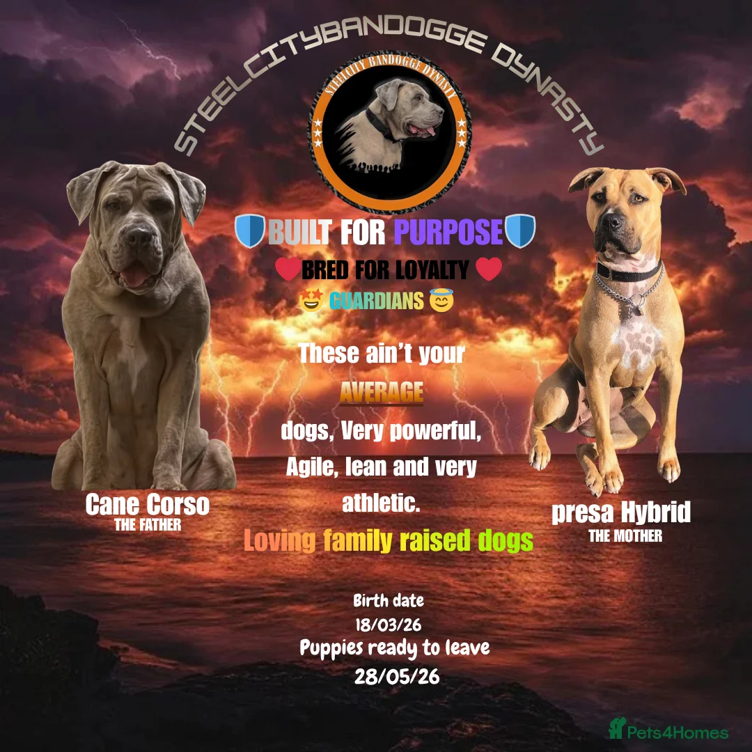 Cane Corso dogs for sale: Merle chunky Cane Corso X Bandogge puppies  - Advert 1