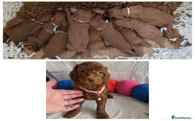 Mini Goldendoodle dogs - Advert 3