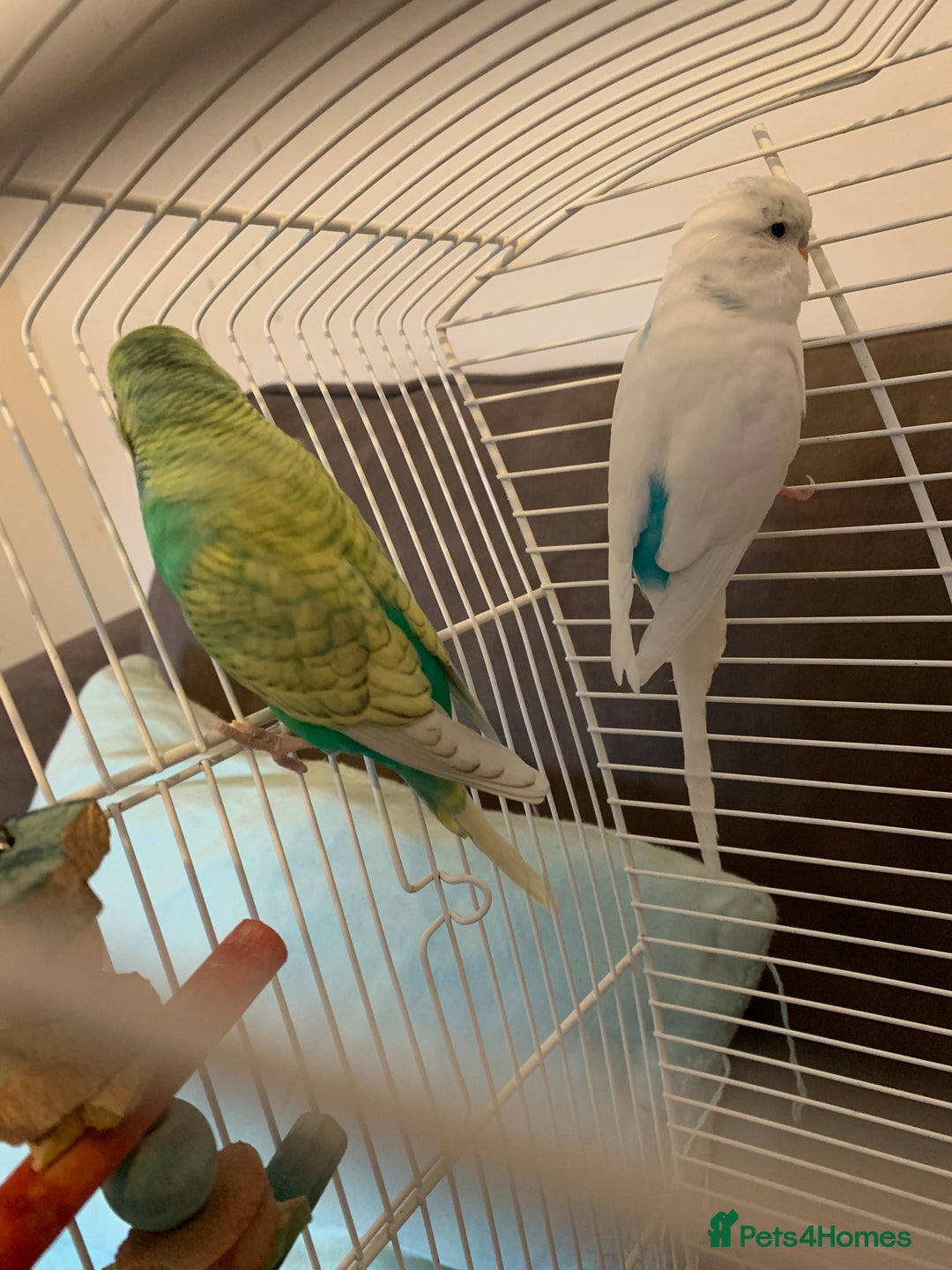Budgerigars birds for sale: 2 lovely budgies  - Advert 3