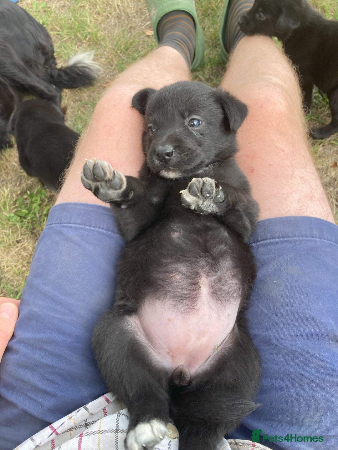 Borador dogs for sale: Beautiful Collie x Labrador Puppies - Image 8