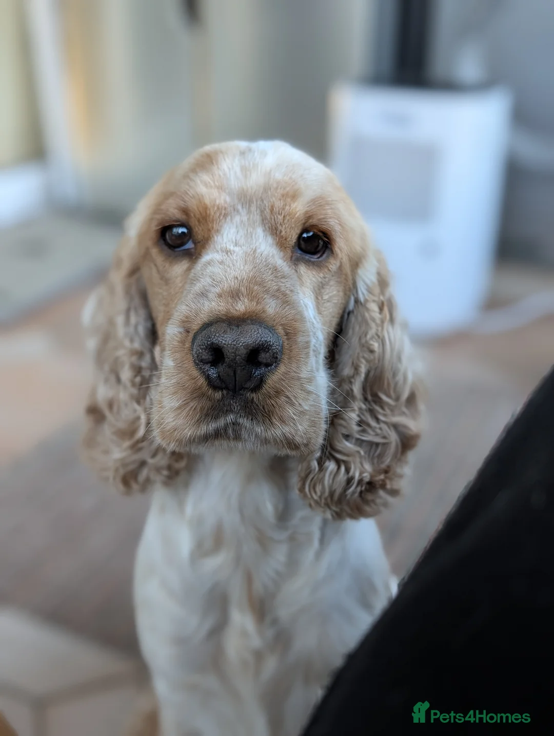 Cocker Spaniel dogs for stud: Orange Roan Show Cocker - Advert 2