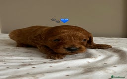 Cavapoo dogs for sale: Fully health tested Cavapoo 🐾🐶 - Image 17