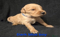 Goldendoodle dogs for sale: Gorgeous F1B Goldendoodles - Image 6