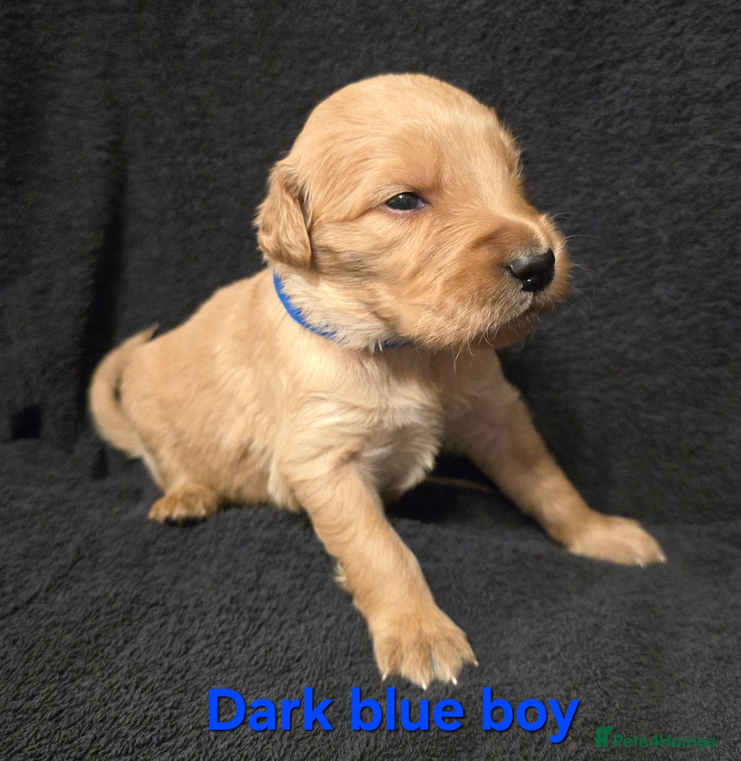 Goldendoodle dogs for sale: Gorgeous F1B Goldendoodles - Image 6