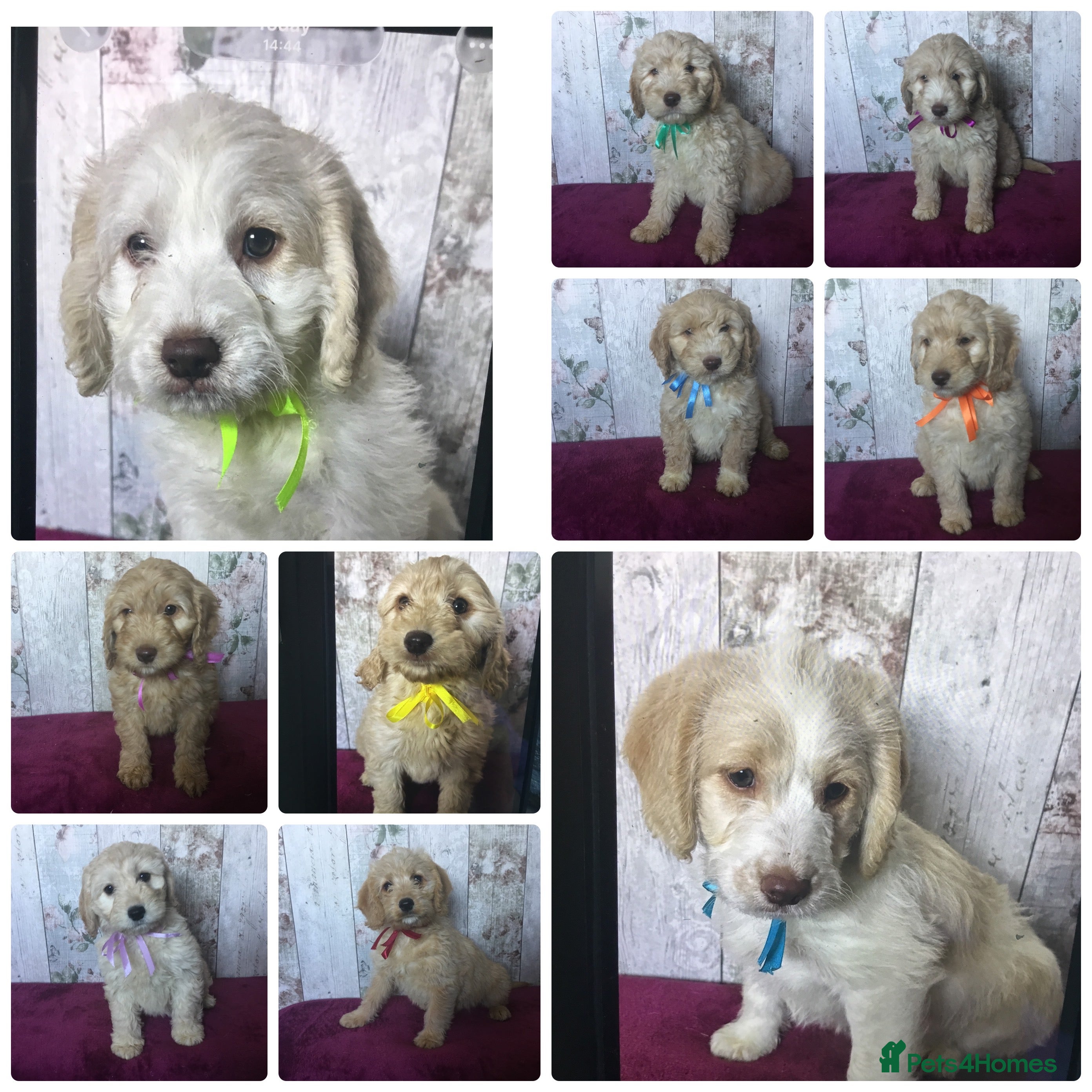 Mixed Breed dogs Cockador x poodle pups( mini doodles) - Advert 18