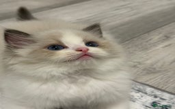 Ragdoll cats for sale: the last boy, registered with TICA - Image 3