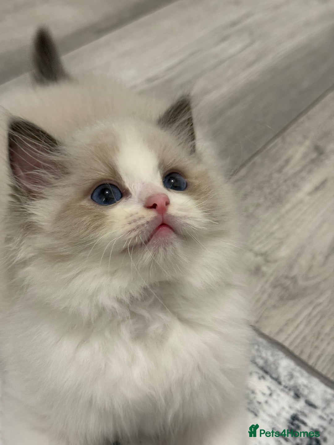 Ragdoll cats for sale: the last boy, registered with TICA - Image 3