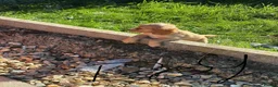 Cocker Spaniel dogs for sale: Cocker spaniel puppies  in Maldon - Advert 4
