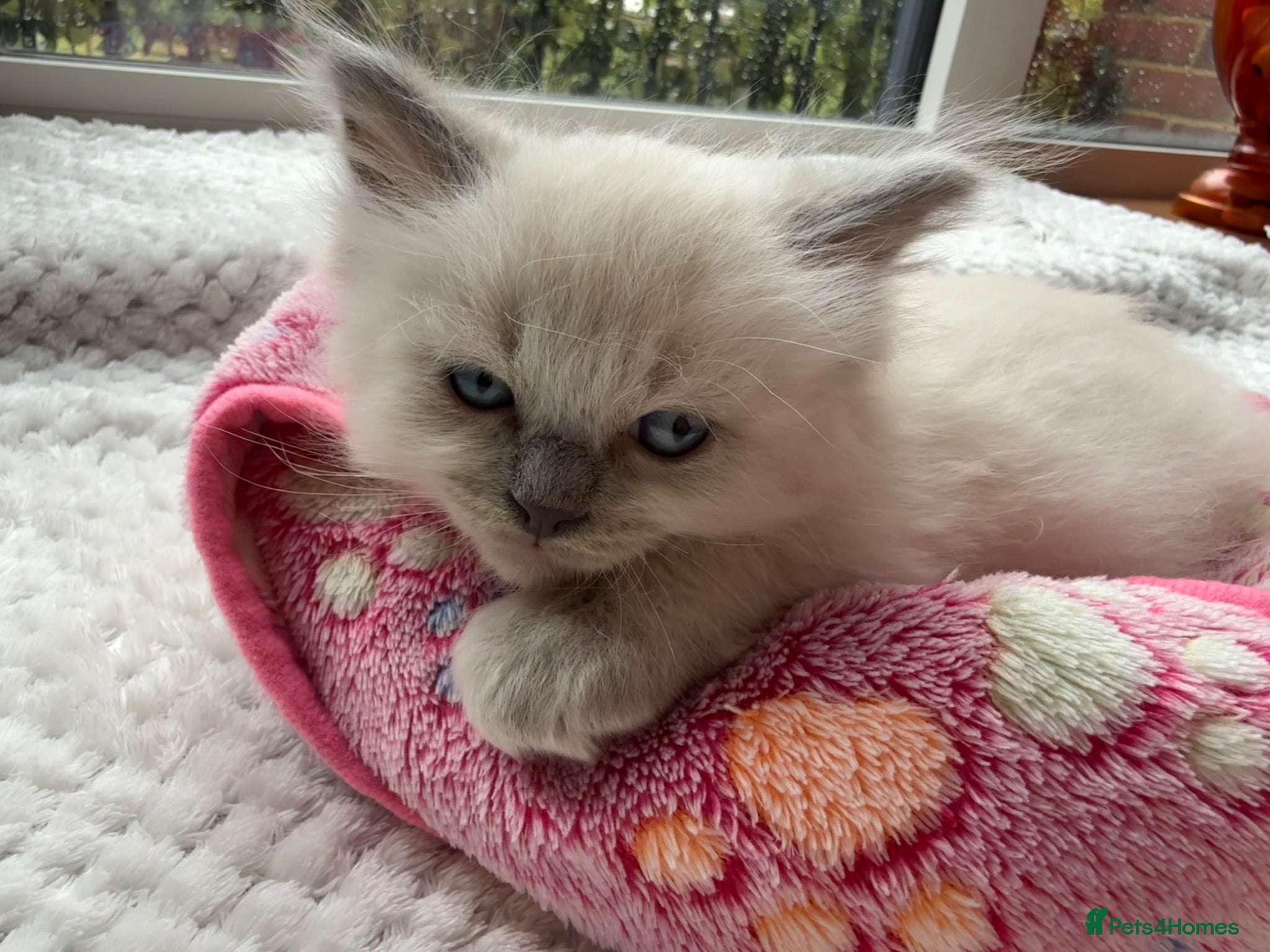 Ragdoll cats 6 Beautiful boy purebred ragdolls  - Advert 2