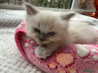 Ragdoll cats 6 Beautiful boy purebred ragdolls - Advert 2