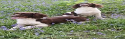 English Springer Spaniel dogs for stud: Stud dog - Advert 2