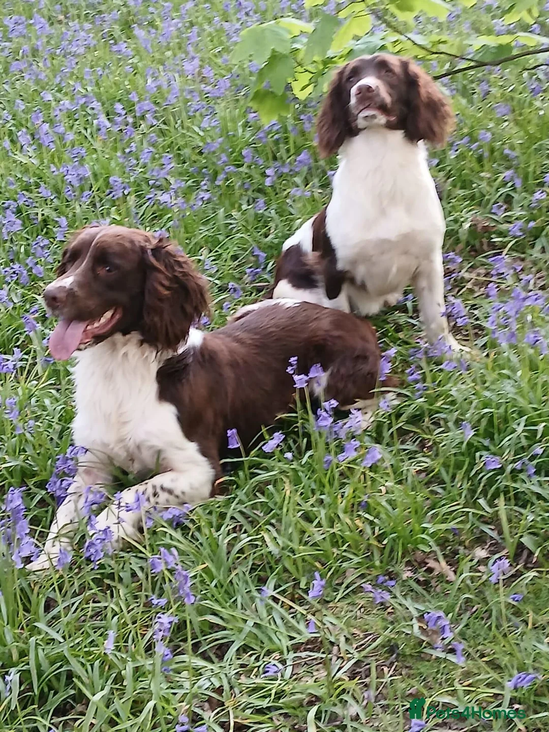 English Springer Spaniel dogs for stud: Stud dog - Advert 2