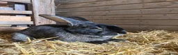 Continental Giant rabbits for sale: Quality Buck Rabbit - Advert 3