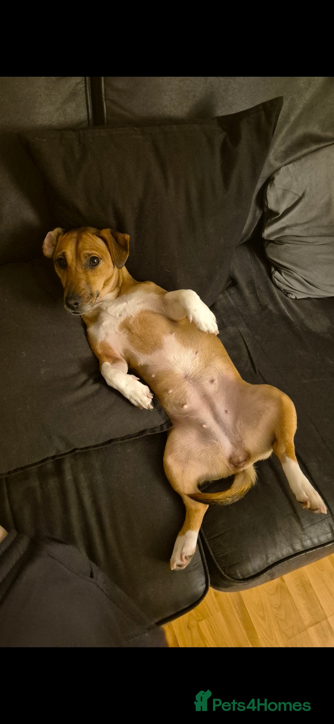 Jack Russell dogs for sale: 2 year old Female Jack Russell  - Advert 2