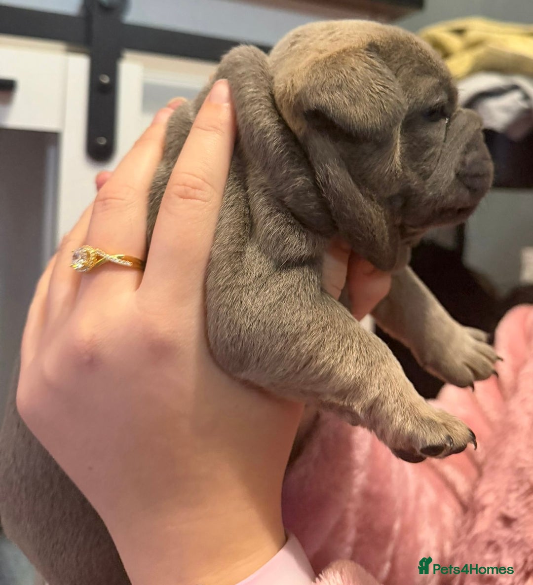 French Bulldog dogs for sale: French bulldog puppies  - Advert 9