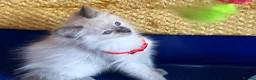 Ragdoll cats for sale: GCCF Сhampion Bloodline Ragdoll 5 GenPedigree 🏆🌟 - Advert 3