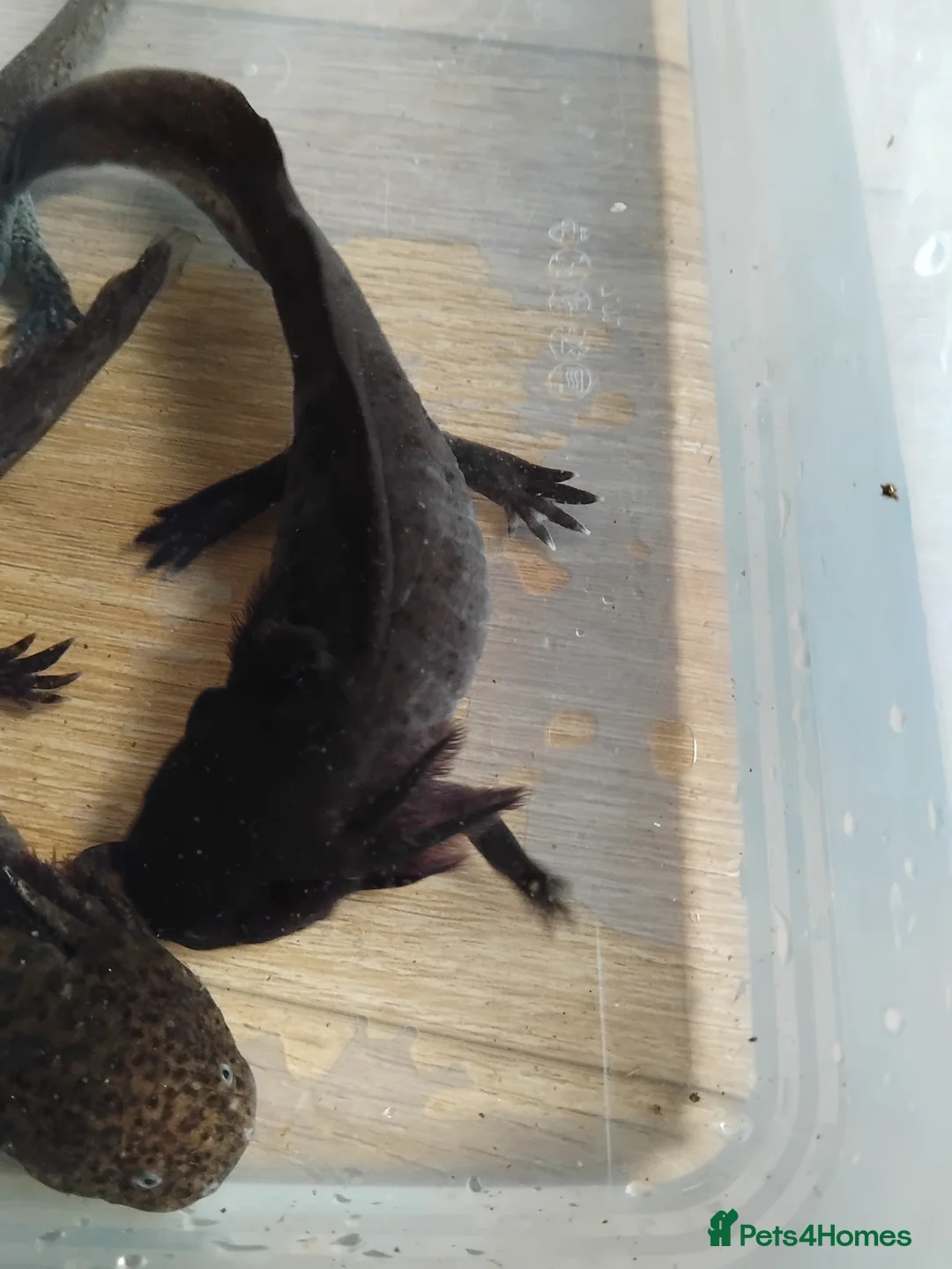 Axolotl reptiles for sale: Female Axolotls 11 mnths old - Advert 3