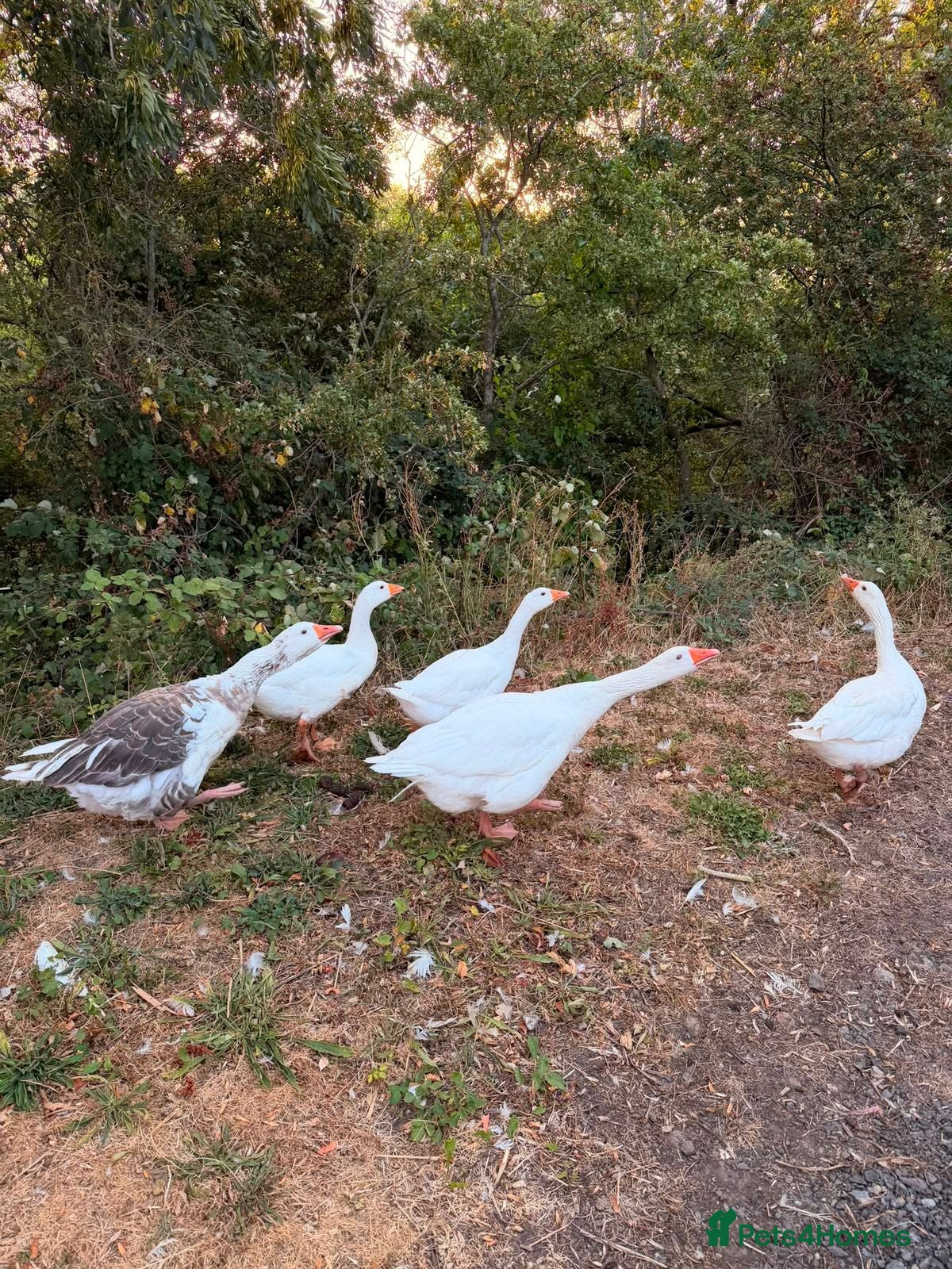 Mixed Breed birds 5 Geese for Sale - Advert 1