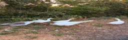 Mixed Breed birds for sale: 5 Geese for Sale in Melton Mowbray - Advert 1