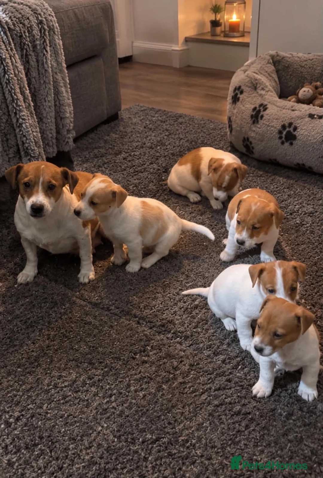 Jack Russell dogs for sale: Traditional Jack Russell Puppies  - Advert 6