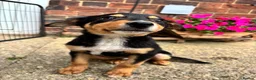 Mixed Breed dogs for sale: Collie X kelpie  - Advert 2
