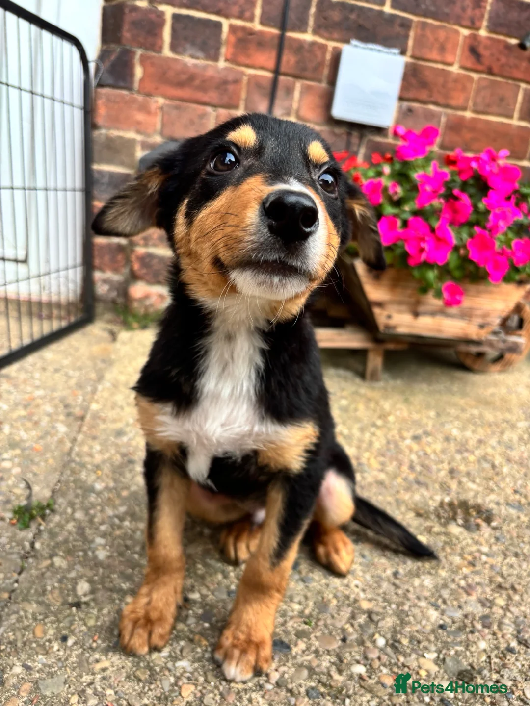 Mixed Breed dogs for sale: Collie X kelpie  - Advert 2