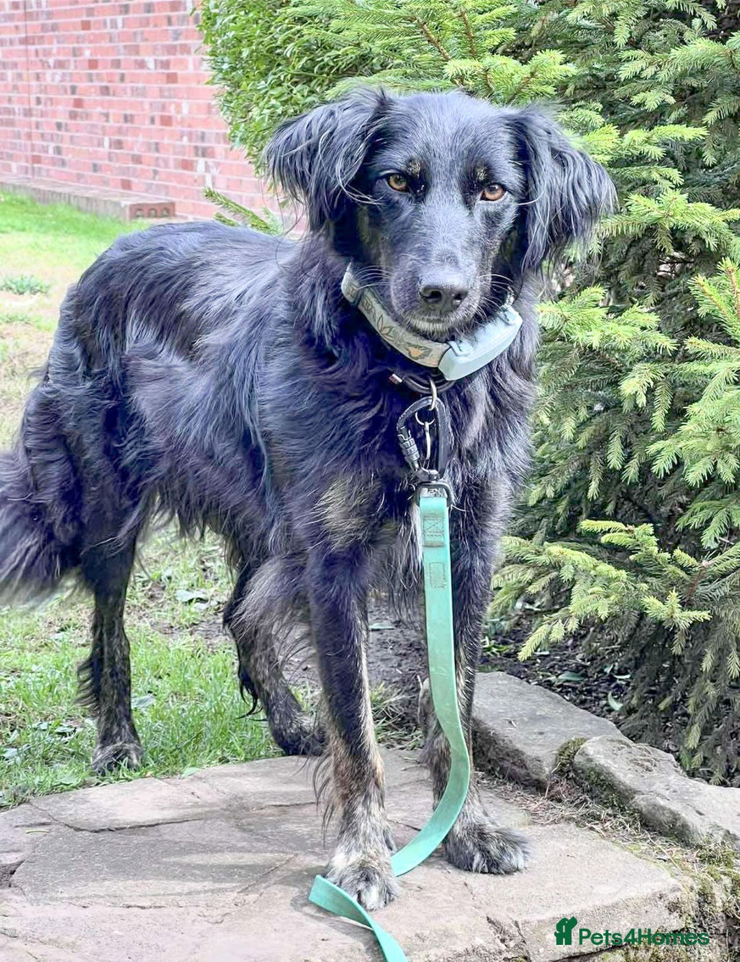 Mixed Breed dogs for adoption: Ruby – Gentle, Silly, Escape-Artist Extraordinaire - Image 11