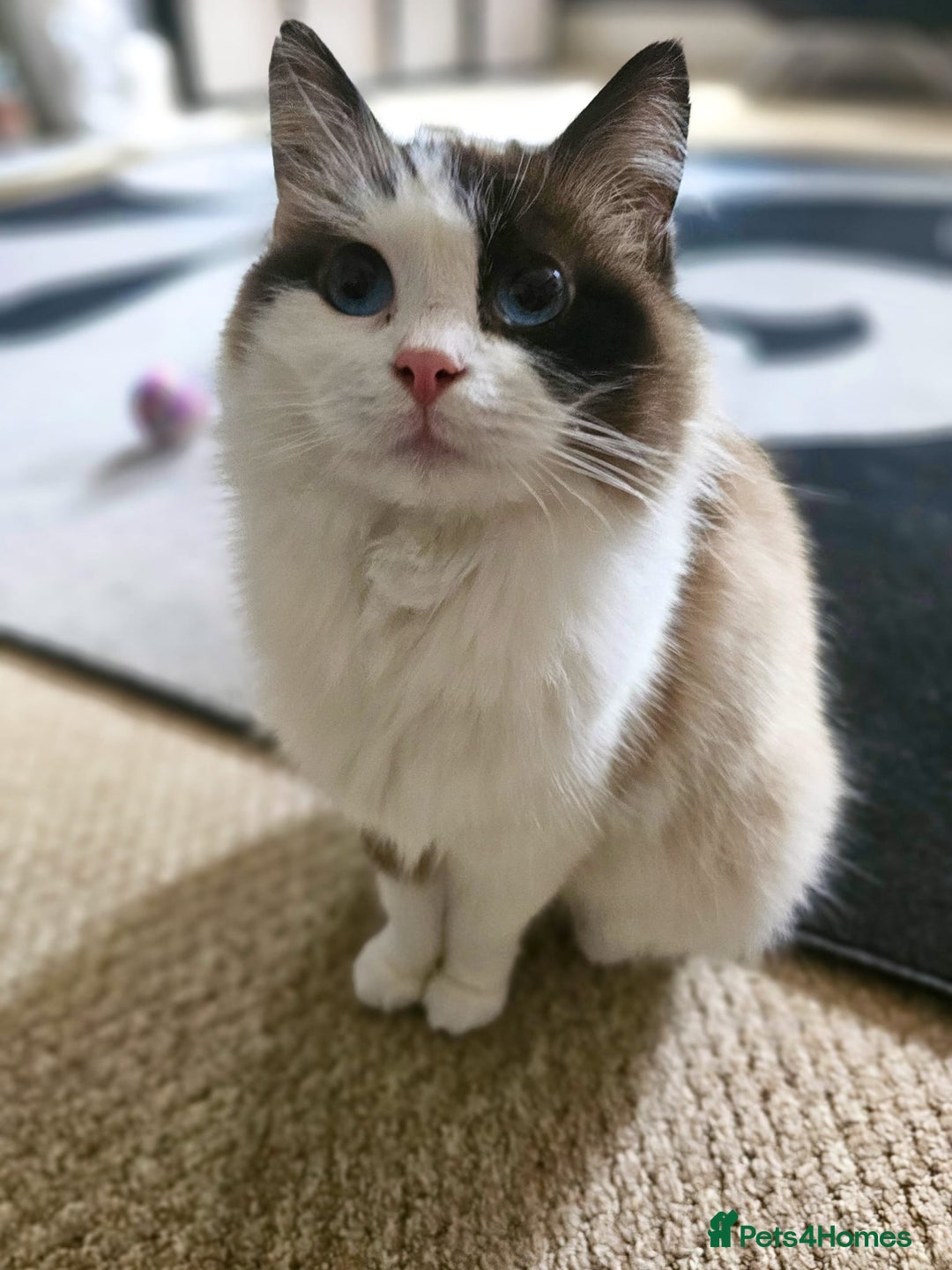 Ragdoll cats for sale: Female Ragdoll cat - Image 2
