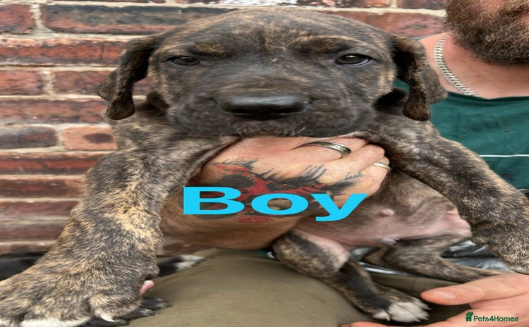 Mixed Breed dogs - Advert 2