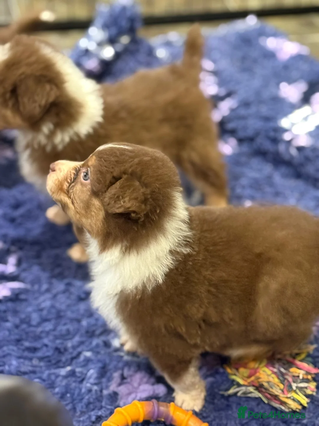 Australian Shepherd dogs for sale: Fully health tested KC registered Aussie shepherd - Advert 5