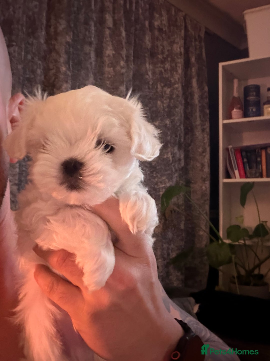 Maltese dogs for sale: Maltese For Sale ❤️ - Advert 11