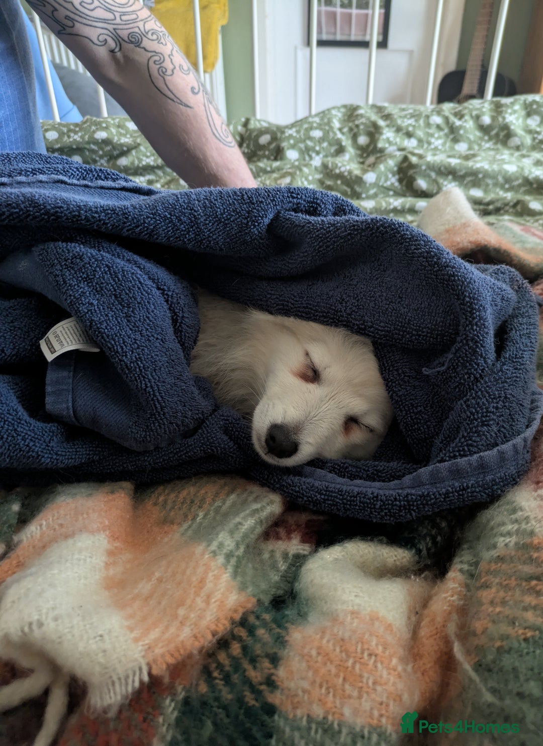 Japanese Spitz dogs for sale: Beautiful Japanese Spitz Puppy For Sale  - Advert 3