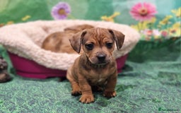 Mixed Breed dogs for sale: Dapple Dachshund mixed breed pups  - Image 14
