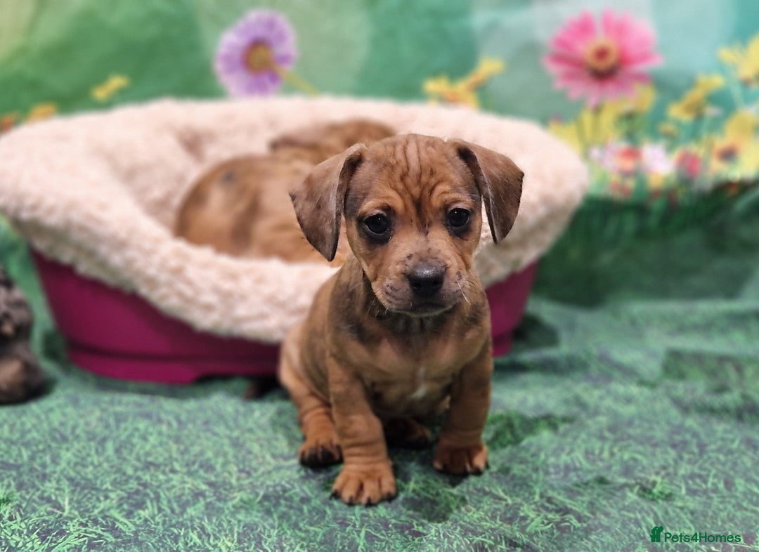 Mixed Breed dogs for sale: Dapple Dachshund mixed breed pups  - Image 14