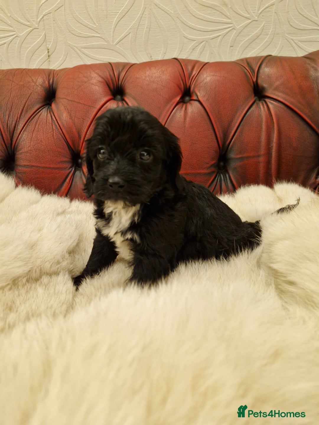 Schnoodle dogs for sale: BUBBLY BUNDLES OF FUR FUN - Image 3