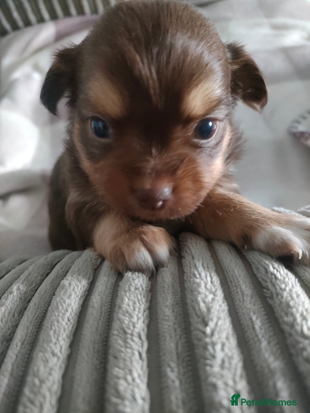Chihuahua dogs for sale: Chihuahua puppies for sale - Advert 3