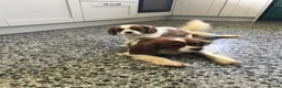 Cavalier King Charles Spaniel dogs for sale: Beautiful Cavalier King Charles Spaniel puppies - Advert 25