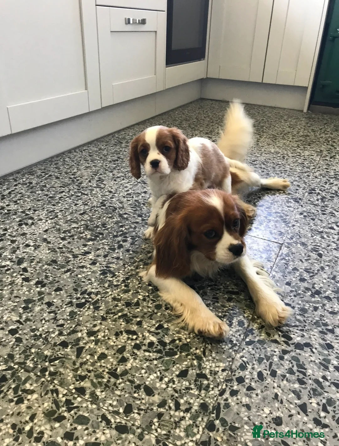 Cavalier King Charles Spaniel dogs for sale: Beautiful Cavalier King Charles Spaniel puppies - Advert 25