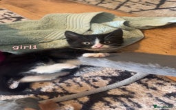 Mixed Breed cats for sale: 5 kittens - Image 6