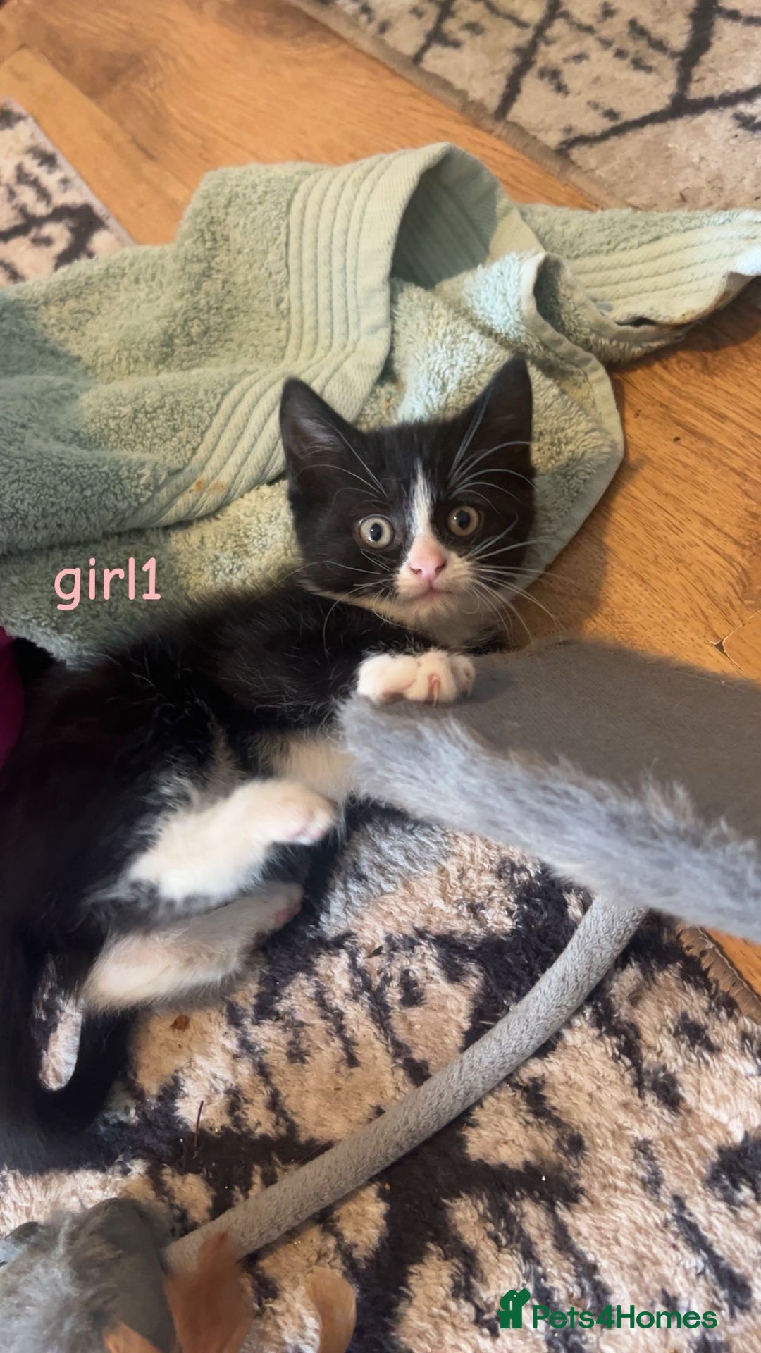 Mixed Breed cats for sale: 5 kittens - Image 6
