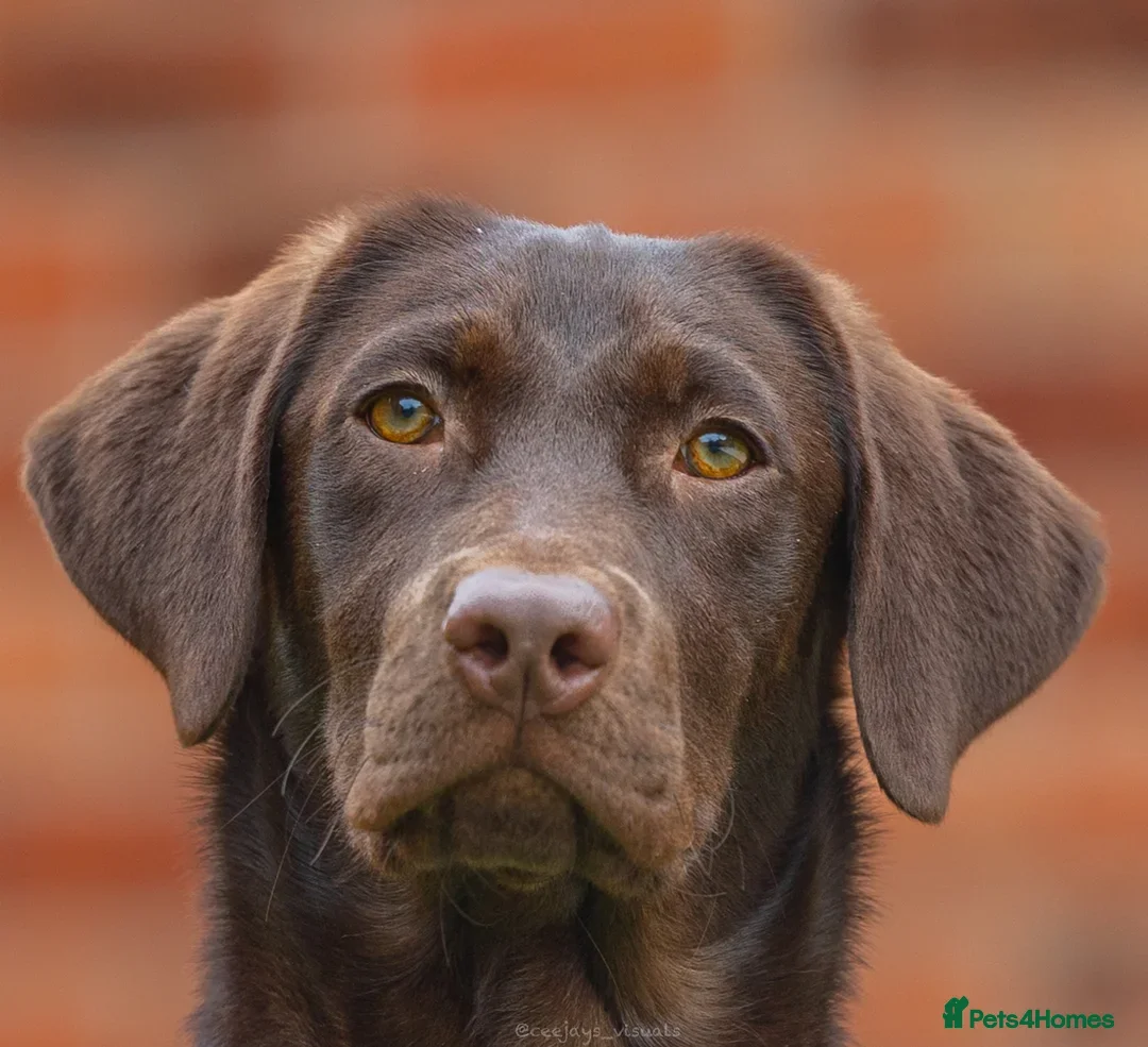 Labrador Retriever dogs for sale: Outstanding fully health tested chocolates  - Image 6